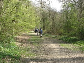 Ham Street Woods